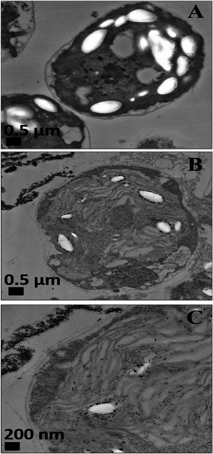 Fig. 5