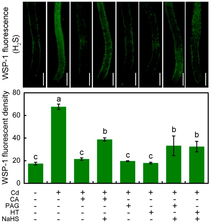 Figure 5