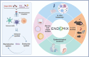 Graphical Abstract