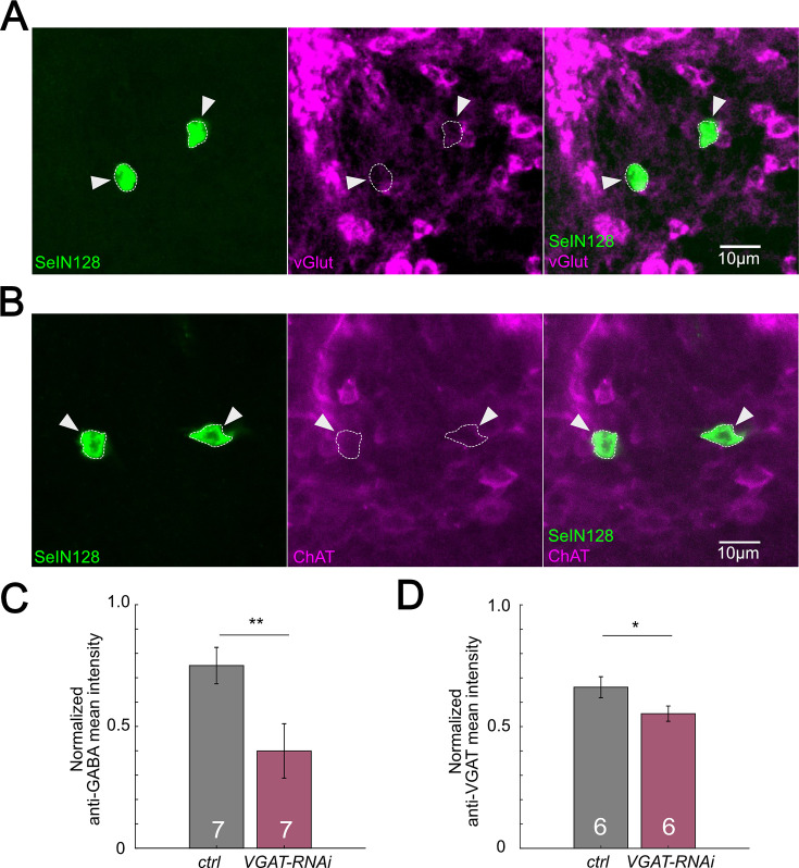 Figure 5—figure supplement 1.