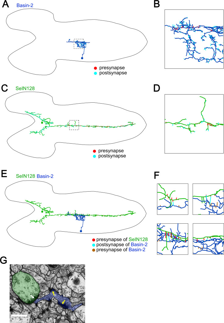 Figure 4—figure supplement 2.