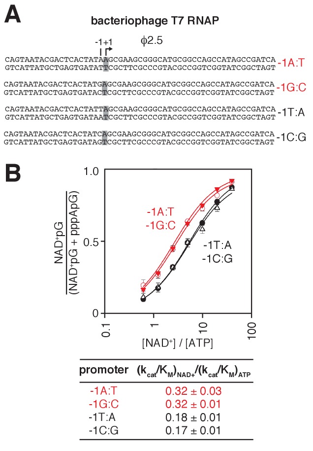 Figure 3—figure supplement 1.