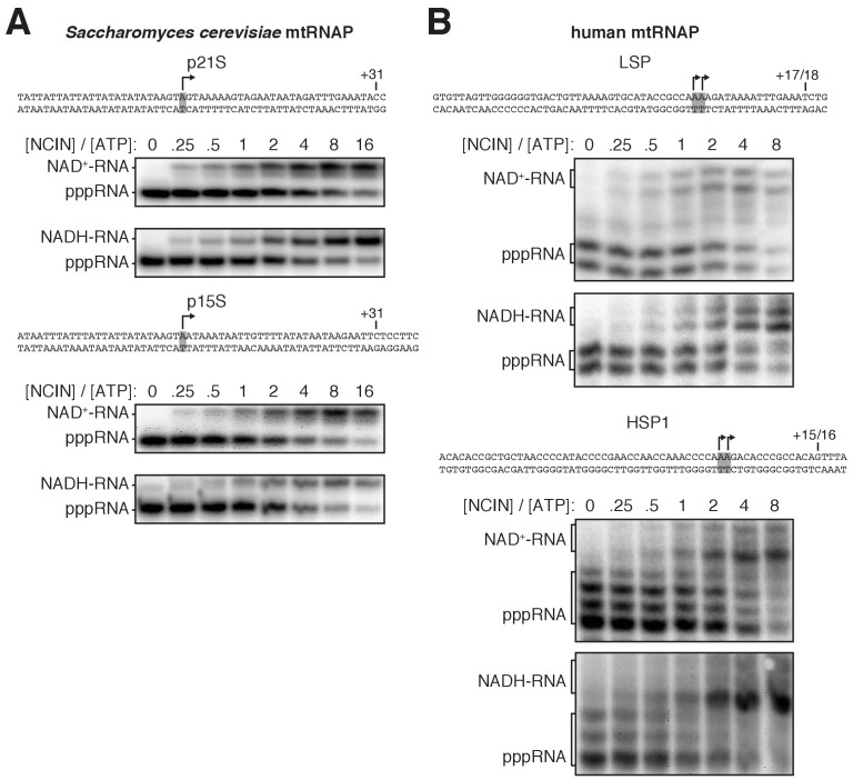 Figure 2—figure supplement 1.