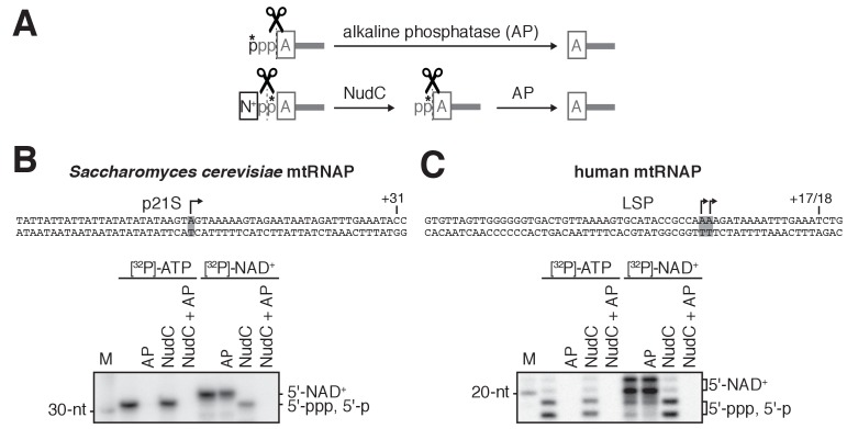 Figure 1—figure supplement 1.