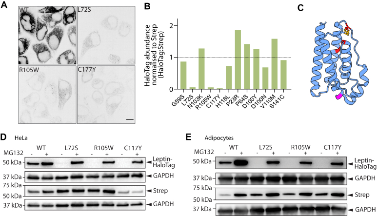 Figure 4