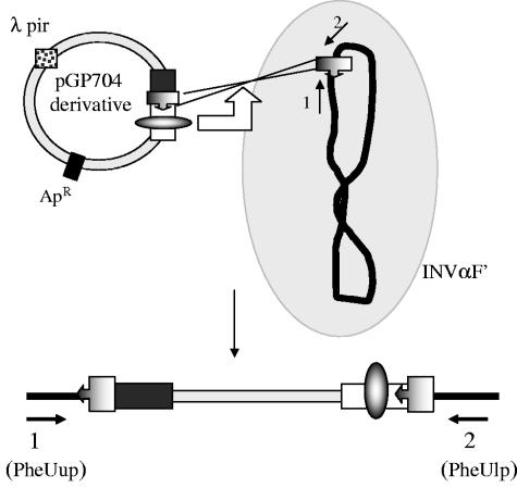 FIG. 2.