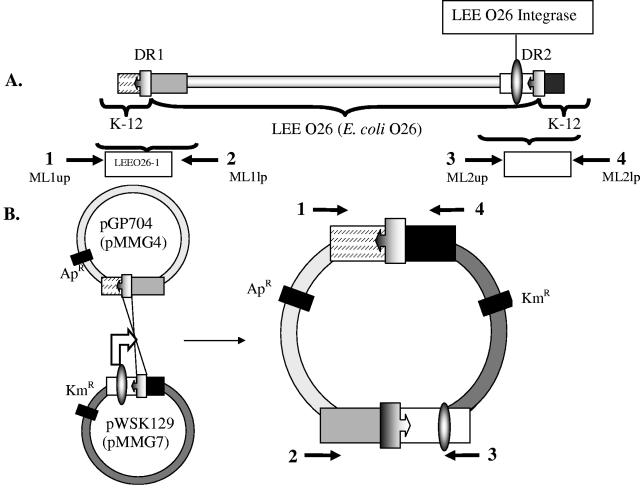 FIG. 1.