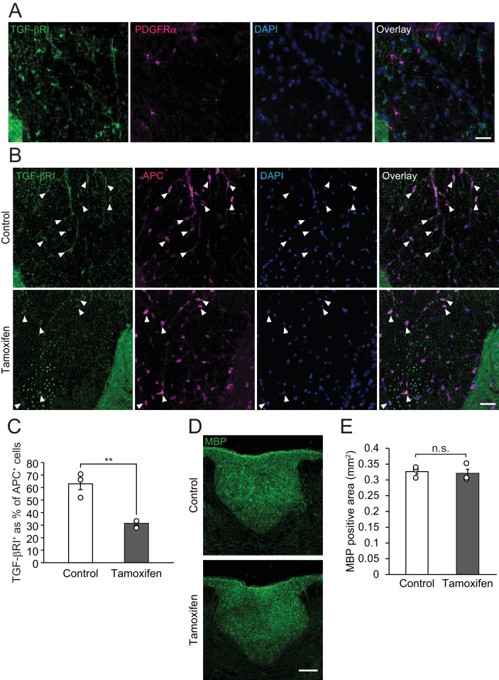 Figure 4—figure supplement 1.