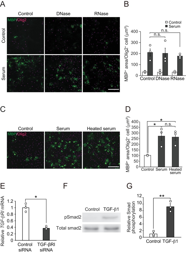 Figure 1—figure supplement 1.