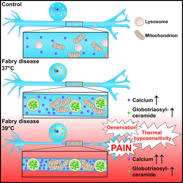 Graphical Abstract