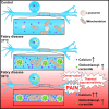 Graphical Abstract