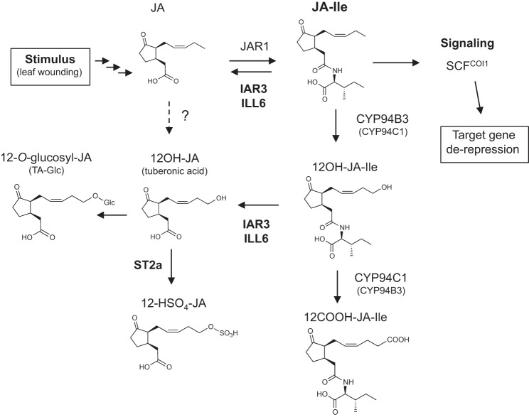 FIGURE 9.