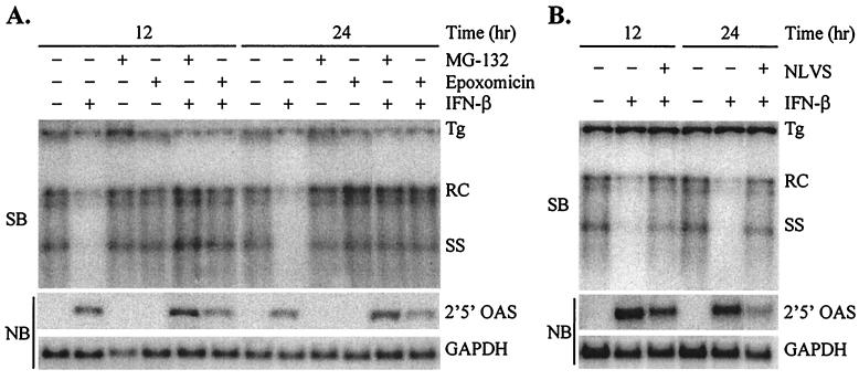 FIG. 2.