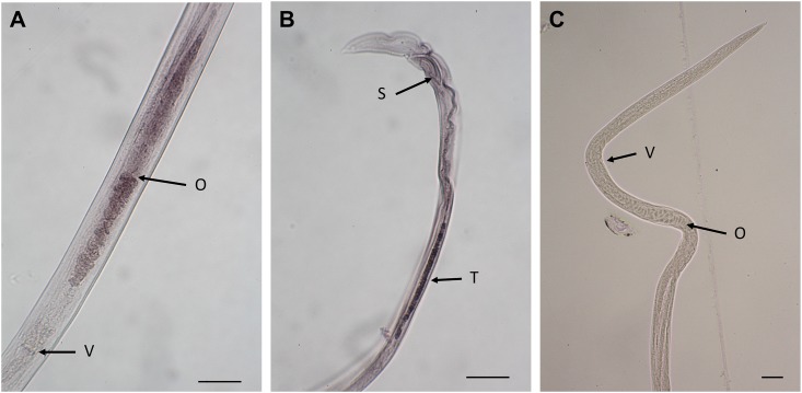 Fig 10