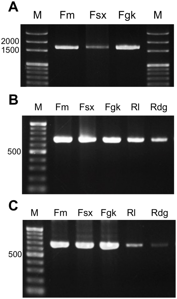 Fig 8