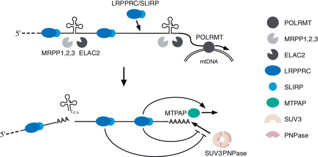 Figure 6.