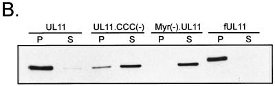 FIG. 8