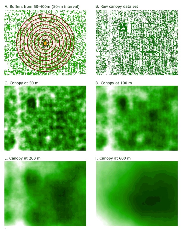 Top-down view (component A) of a small portion of the Portland, Oregon, canopy; canopy (trees) areas are indicated by green pixels, whereas not-canopy areas are indicated by white pixels. The image is overlaid with a series of 8 increasingly larger red concentric rings (or buffers), depicting ground distances in the calculation of canopy within a specific buffer distance. A yellow star in the center indicates a point of interest for the buffering process. Component B has a similar scene to component A; however the concentric rings have been removed and slightly more area of the raw canopy data are visible. The next components (C, D, E, and F), illustrate the output of a standard focal, or moving window, analysis: the data set from component B begins to blur, as if going out of focus, as each pixel in the scene converts from "canopy" and "not canopy" values to a number representing the percentage of ground cover classified as "canopy" within each buffer distance (component , 50 meters; component D, 100 meters; component E, 200 meters, and component C, 600 meters.