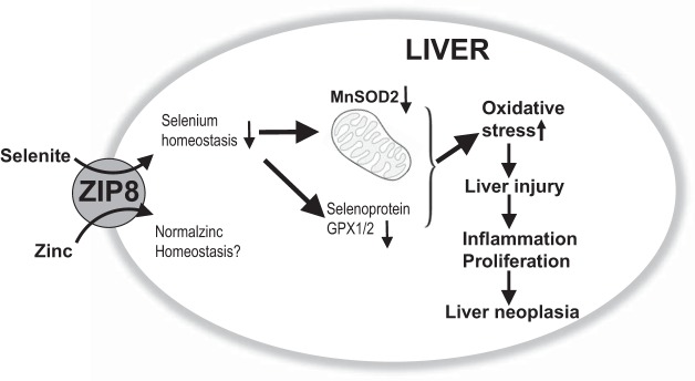 Fig. 6.