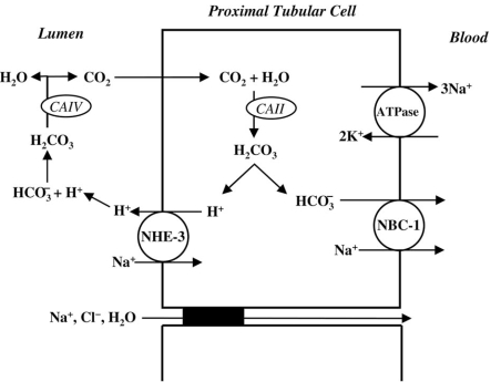 Fig. (1)