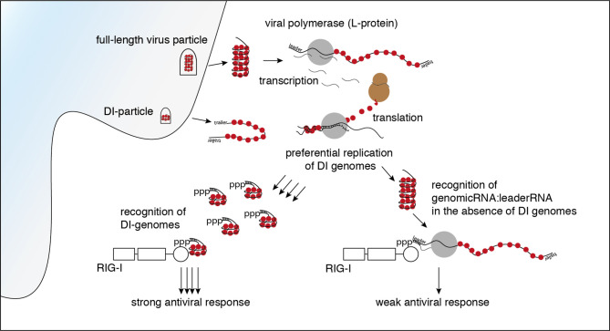 Graphical Abstract