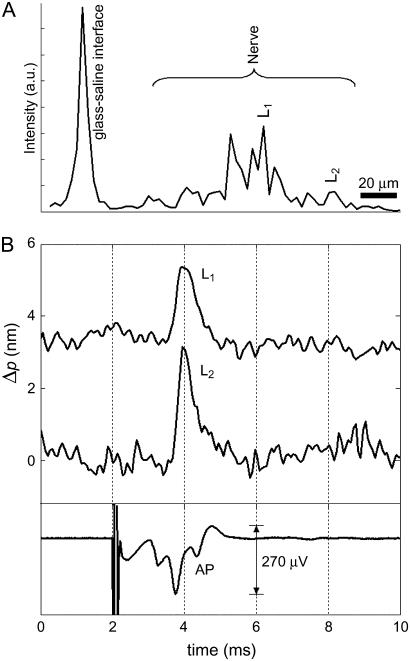 FIGURE 3