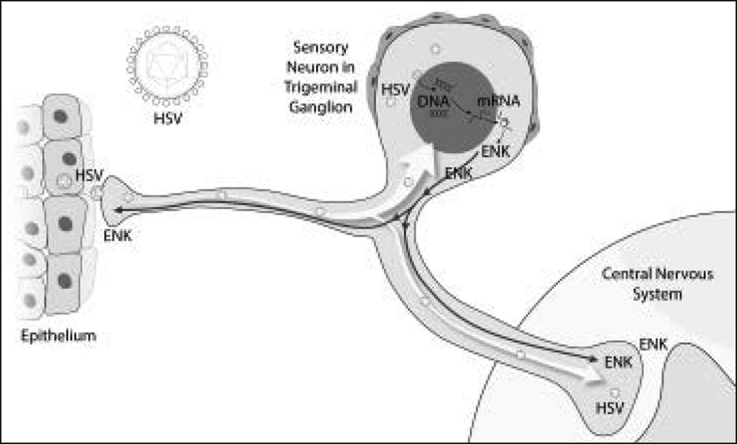 Fig 5