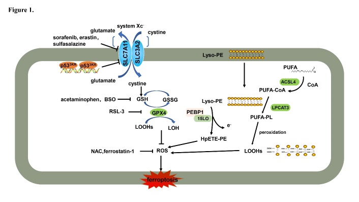 Figure 1.