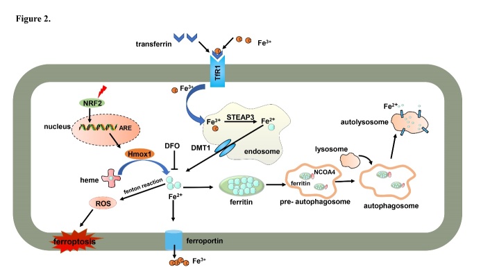 Figure 2.