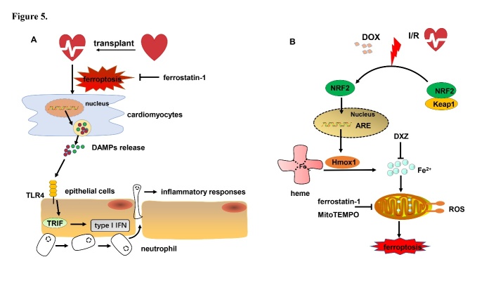 Figure 5.