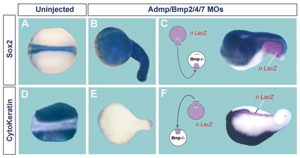 Fig. 13