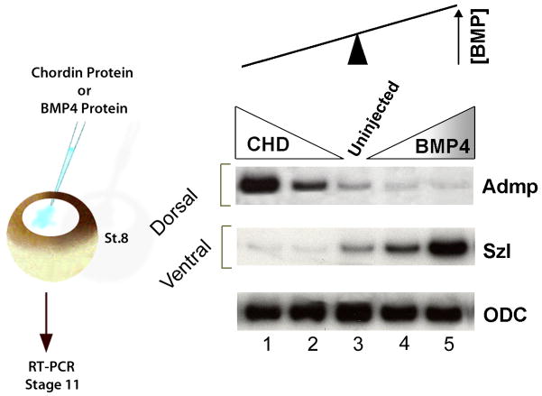 Fig. 12