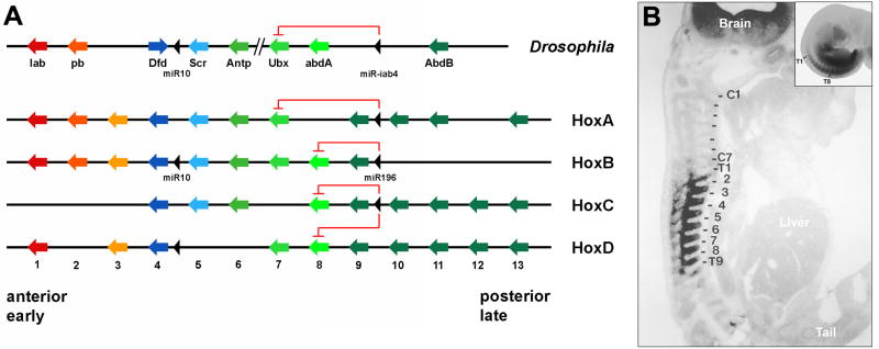 Fig. 15