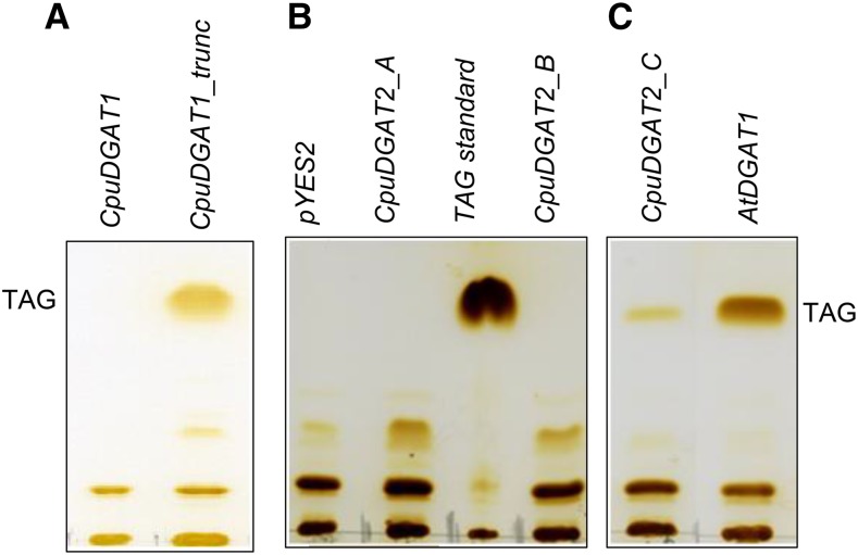 Figure 3.