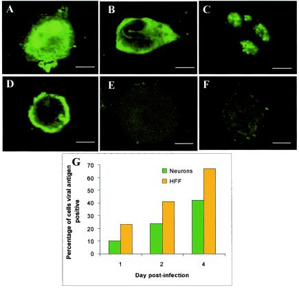 FIG. 2.