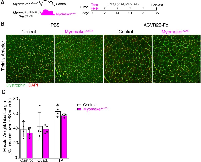 Figure 5—figure supplement 1.