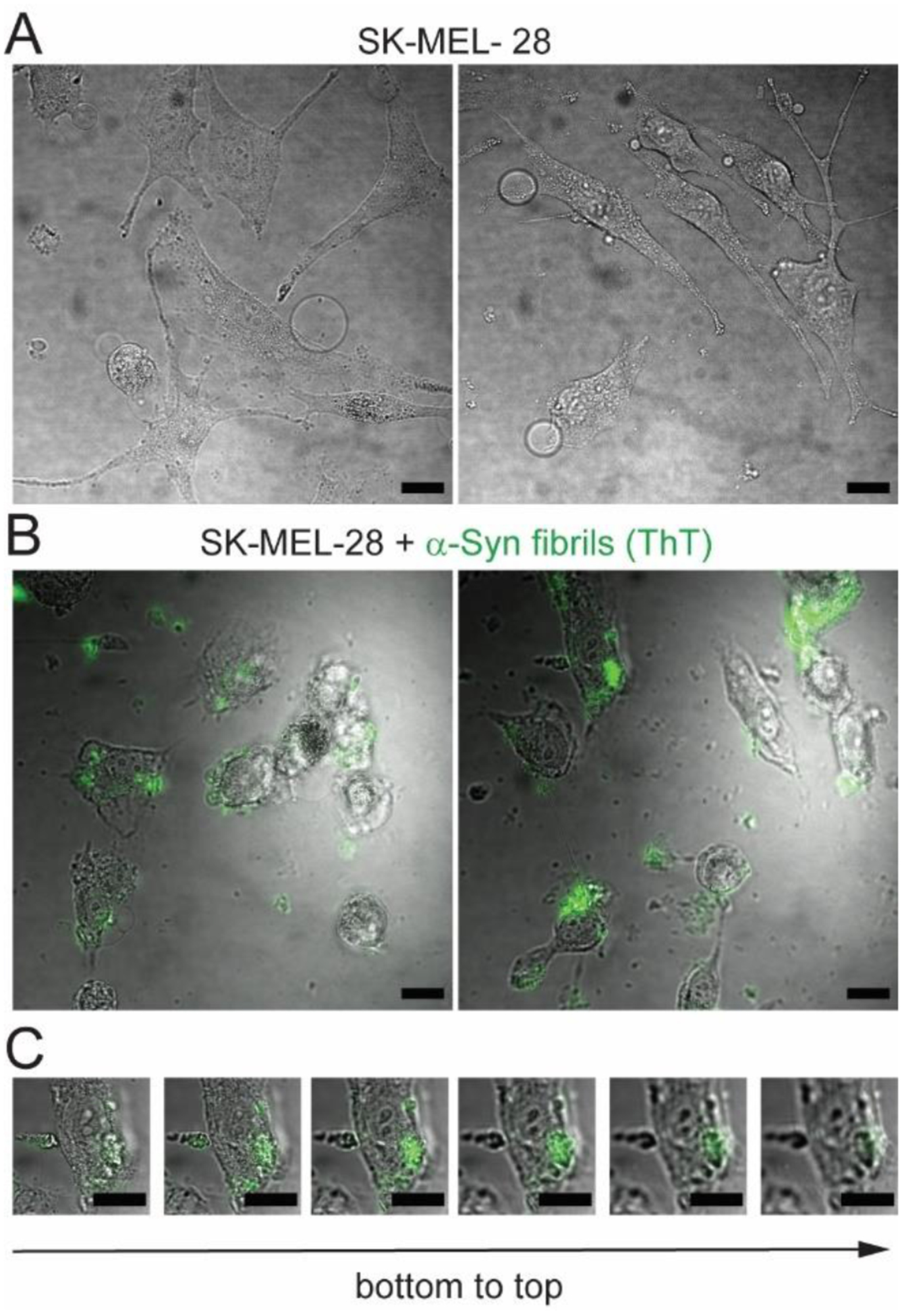 Fig. 3.