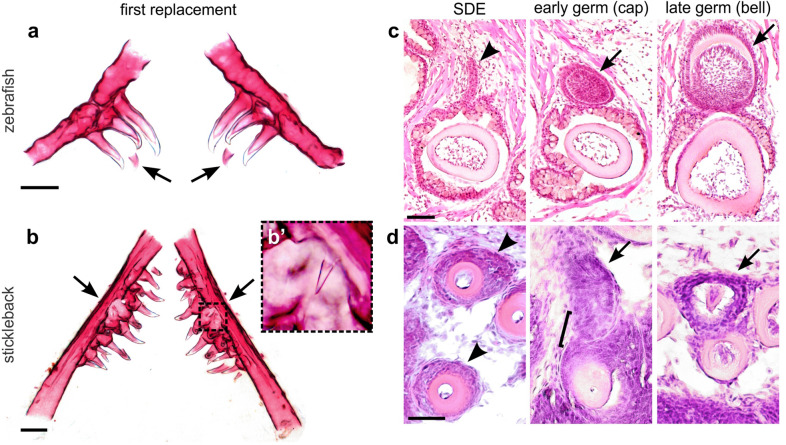 Fig. 2