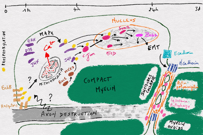 Fig. 1