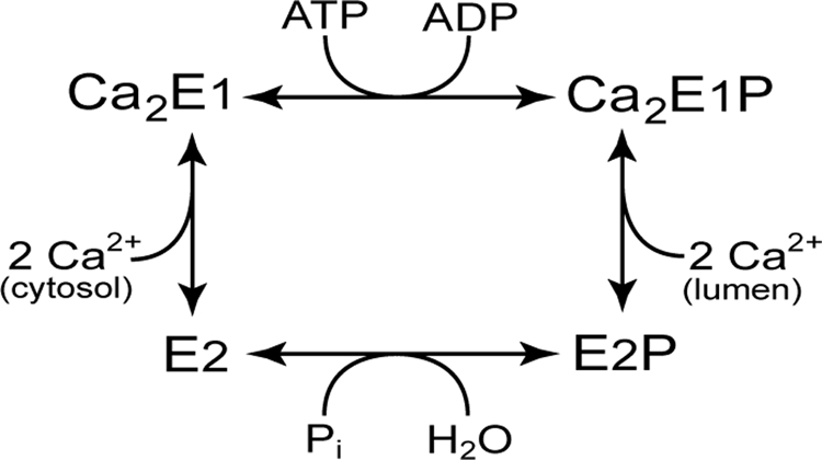 SCHEME 1.