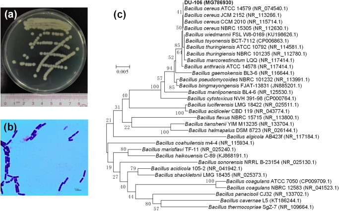 FIGURE 1