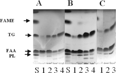 FIG. 6.