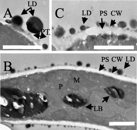 FIG. 4.