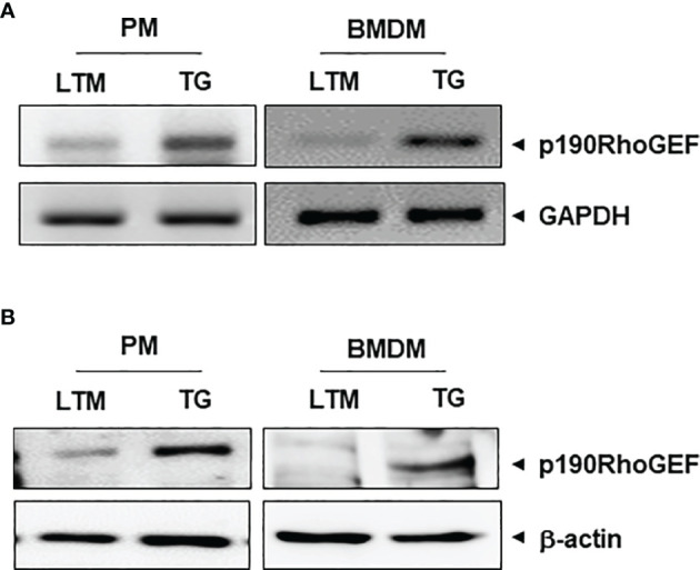 Figure 1