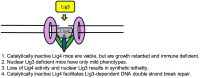 Graphical Abstract