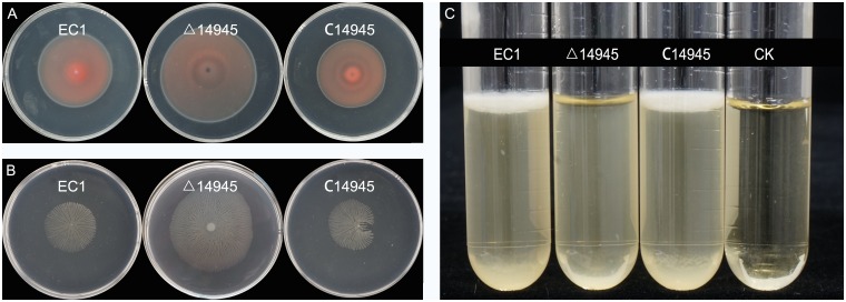 Fig 6