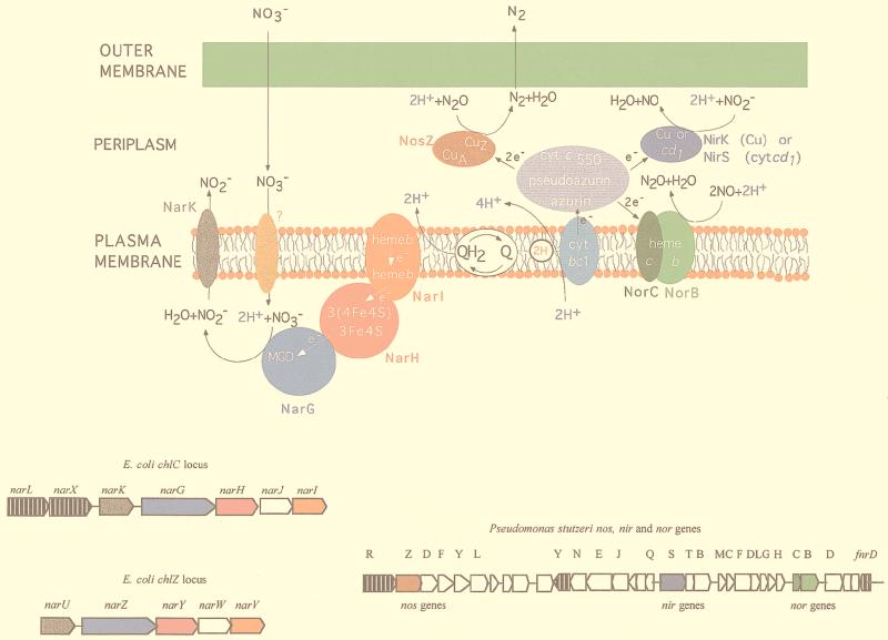 FIG. 3