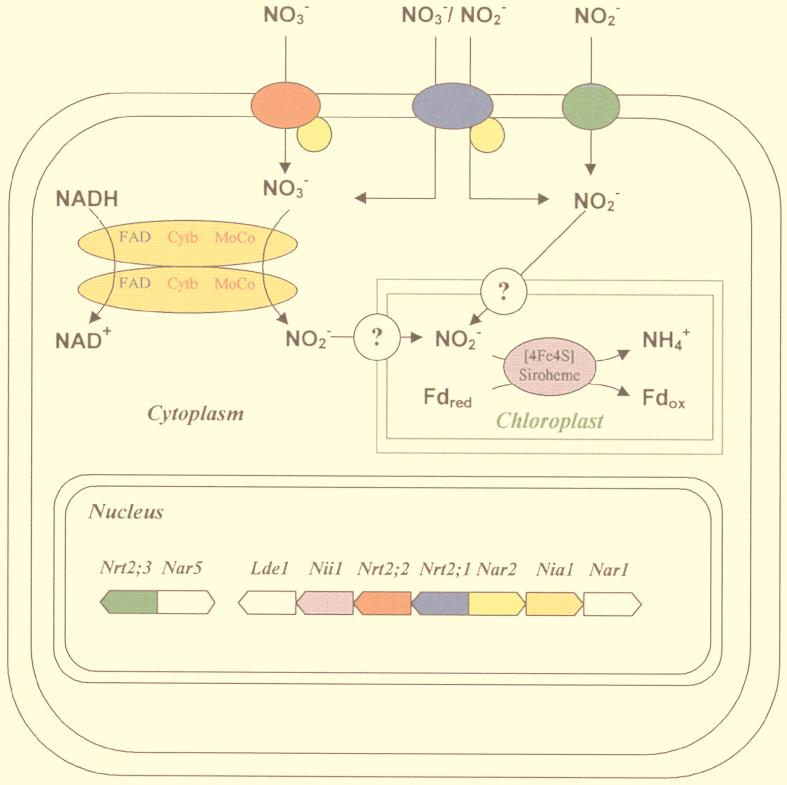 FIG. 1