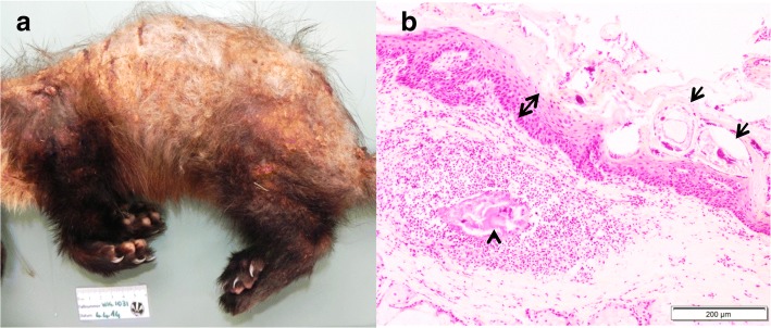 Fig. 6