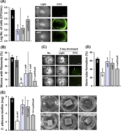 Fig. 4.